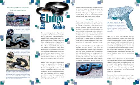 Eastern indigo snake / Gopher tortoise / Drymarchon / Rattlesnake / Venomous snake / Snake / Drymarchon melanurus erebennus / Blacktail cribo / Squamata / Herpetology / Colubrids