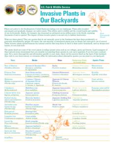 Invasive Plants in Our Backyards