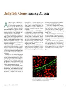 Jellyfish Gene Lights Up E. coli  A jellyfish gene is helping researchers discover the secrets of how a food-poisoning bacterium spreads. Microbiologist