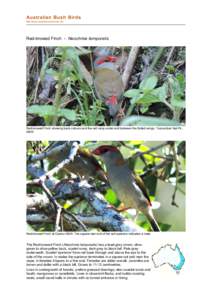 Birds of Western Australia / Red-browed Finch / Neochmia / Estrildid finch / Firetail / Bird / Birds of Australia / Estrildidae / Zoology