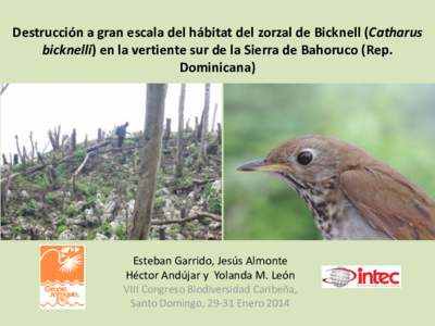 Destrucción a gran escala del hábitat del zorzal de Bicknell (Catharus bicknelli) en la vertiente sur de la Sierra de Bahoruco (Rep. Dominicana) Esteban Garrido, Jesús Almonte Héctor Andújar y Yolanda M. León