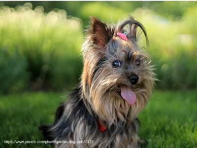 https://www.pexels.com/photo/garden-dog-pet Of Pets and Cattle and Hearts The SUSE Systems Management Roadmap