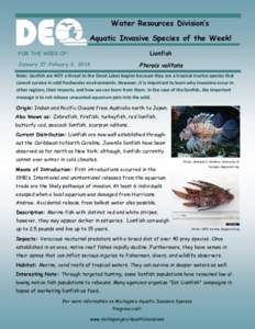 Water Resources Division’s Aquatic Invasive Species of the Week! Lionfish FOR THE WEEK OF: