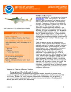 Microsoft Word - largetooth sawfish_new.doc