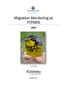 Bird migration / Bird flight / Birds / Ornithology / Leslie Street Spit / Bird