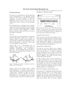 Microsoft Word - Gel Electrophoresis Background.doc