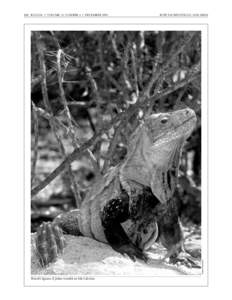 Cyclura / Geography of the Dominican Republic / Cyclura ricordi / Iguanidae / Biota / Greater Antilles / Rhinoceros iguana / Pedernales /  Dominican Republic / Jaragua National Park / Enriquillo