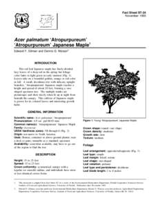 Fact Sheet ST-24 November 1993 Acer palmatum ‘Atropurpureum’ ‘Atropurpureum’ Japanese Maple1 Edward F. Gilman and Dennis G. Watson2