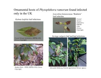 Ornamental hosts of Phytophthora ramorum found infected only in the UK Leucothoe fontanesiana ‘Rainbow’ leaf infection Kalmia latifolia leaf infections
