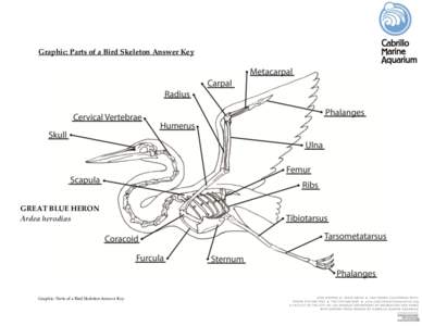 Graphic: Parts of a Bird Skeleton Answer Key  GREAT BLUE HERON Ardea herodias  Graphic: Parts of a Bird Skeleton Answer Key