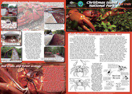 Crab / Fiddler crab / Terrestrial crab / Gecarcoidea / Christmas Island red crab / Christmas Island / Florida stone crab / Chinese mitten crab / Phyla / Protostome / Grapsoidea