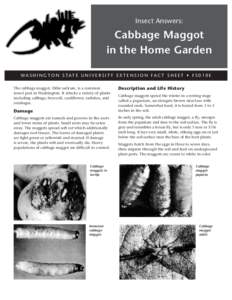 Insect Answers:  Cabbage Maggot in the Home Garden WA S H I N G T O N S TAT E U N I V E R S I T Y E X T E N S I O N FA C T S H E E T • F SE The cabbage maggot, Delia radicum, is a common