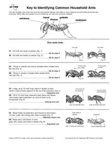 Key to Identifying Common Household Ants This key includes nine of the most common ant species that are most likely to be a nuisance around California homes and structures. Many other ant species occur in California, but