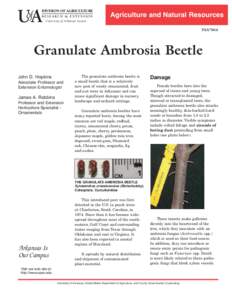 Granulate Ambrosia Beetle - FSA7064