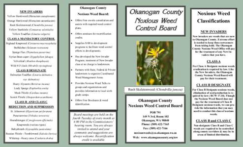 Okanogan County NEW INVADERS Yellow Hawkweed (Hieracium caespitosum) Orange Hawkweed (Hieracium aurantiacum) Rush Skeletonweed (Chondrilla juncea) Yellow Starthistle (Centaurea solstitialis)