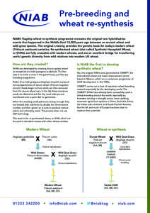Pre-breeding and wheat re-synthesis NIAB’s flagship wheat re-synthesis programme recreates the original rare hybridisation events that happened in the Middle East 10,000 years ago between an ancient wheat and wild gras