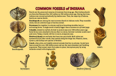 Bivalves / Fossils / Protostome / Seafood / Bryozoa / Brachiopod / Crinoid / Bivalvia / Clam / Zoology / Taxonomy / Phyla