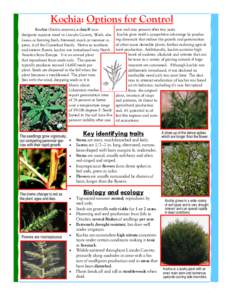 Kochia: Options for Control Kochia (Kochia scoparia), a class-B nondesignate noxious weed in Lincoln County, Wash. also known as burning bush, fireweed, mock or summer cypress, is of the Goosefoot family. Native to south