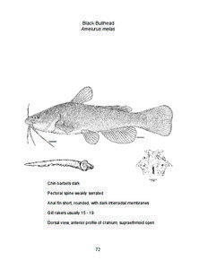 Fauna of South America / Stream catfish / Tadpole madtom / Ameiurus / Fish / Black bullhead