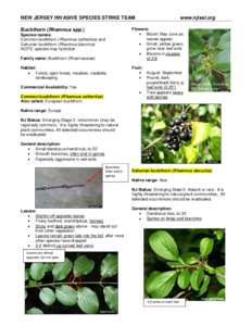 Flora of Morocco / Medicinal plants / Buckthorn / Laxatives / Rhamnus davurica / Rhamnus cathartica / Rhamnus frangula / Rhamnaceae / Cornus / Eudicots / Flora / Botany