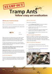 Yellow crazy ant eradication What you need to know What can I do to help? We need your cooperation