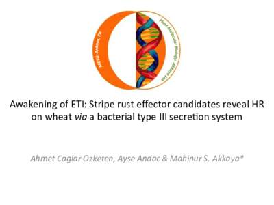   	
   Awakening	
  of	
  ETI:	
  Stripe	
  rust	
  eﬀector	
  candidates	
  reveal	
  HR	
   on	
  wheat	
  via	
  a	
  bacterial	
  type	
  III	
  secre@on	
  system 	
  