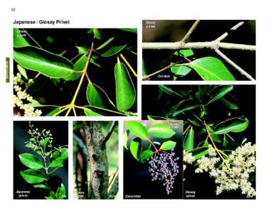 22  Japanese / Glossy Privet Glossy privet