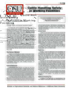Cattle Handling Safety in Working Facilities