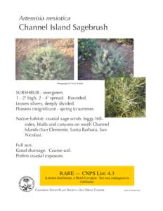 Artemisia nesiotica  Channel Island Sagebrush Photographs by Vince Scheidt