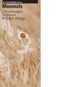 U.S. Fish & Wildlife Service  Mammals Chincoteague National Wildlife Refuge