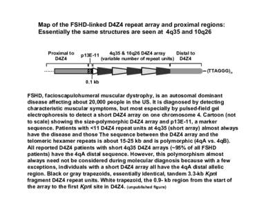 Map of the FSHD-linked D4Z4 repeat array and proximal regions: Essentially the same structures are seen at 4q35 and 10q26 Proximal to D4Z4  p13E-11