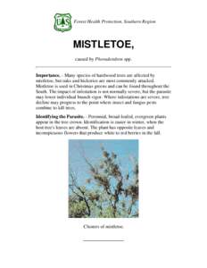 Forest Health Protection, Southern Region  MISTLETOE, caused by Phoradendron spp.  Importance. - Many species of hardwood trees are affected by