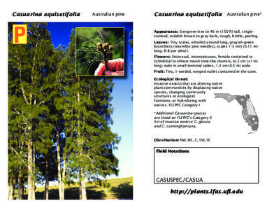 Trees of Australia / Invasive plant species / Environment / Casuarina / Plant morphology / Pine / Conifer cone / C. glauca / Invasive species / Botany / Biology / Flora of New South Wales