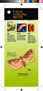 False Codling Moth / Fruit / Moth / Botany / Agriculture / Phyla / Agricultural pest insects / Grapholitini / Codling moth