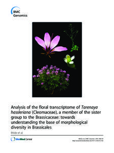 Analysis of the floral transcriptome of Tarenaya hassleriana (Cleomaceae), a member of the sister group to the Brassicaceae: towards