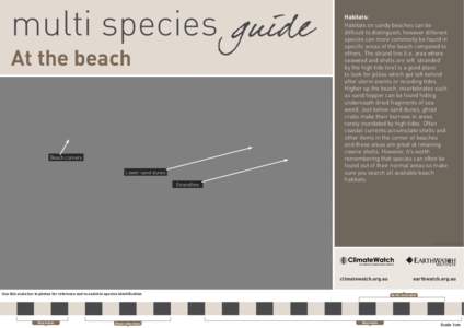 Taxonomy / Velella / Porpita porpita / Beach / Strand /  Western Cape / Jelly Blubber / Dune / Coast / Physical geography / Coastal geography / Anthomedusae