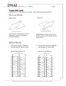 Origami DNA model Adapted from Yen, T., 1995, Make your own DNA. Trends in Biochemical Sciences, 20: 94. Folds for your DNA model Mountain fold  Solid lines are “mountains” and are to be