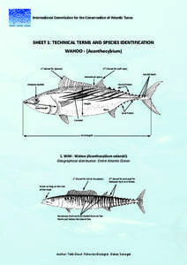 International Commission for the Conservation of Atlantic Tunas  SHEET 1: TECHNICAL TERMS AND SPECIES IDENTIFICATION WAHOO - (Acanthocybium)  1st dorsal ﬁn (spines)