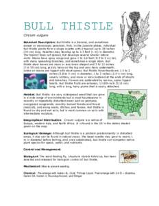 BULL THISTLE Cirsium vulgare Botanical Description: Bull thistle is a biennial, and sometimes annual or monocarpic perennial, forb. In the juvenile phase, individual bull thistle plants form a single rosette with a tapro