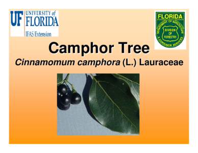 Microsoft PowerPoint - Camphor Tree