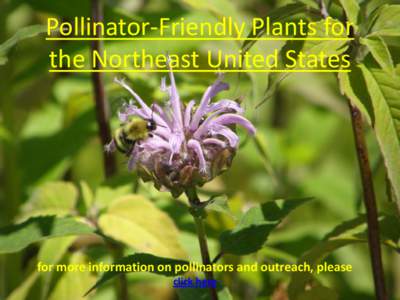 Pollinator Friendly Plants for Northeast US