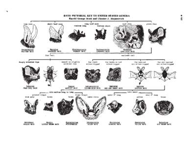 •  BATS: PICTORIAL KEY TO UNITED STATES GENERA Harold George Scott and Chester J. Stajanovich  MIcrotus