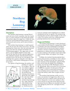 Bog lemming / Bog / Red-backed vole / Aulacomnium palustre / Norway lemming / Voles and lemmings / Physical geography / Lemming
