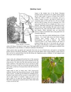 Populus / Aspen / Populus sect. Populus / Populus tremuloides / Deciduous / Elk / Populus grandidentata / Aspen parkland / Flora of the United States / Medicinal plants / Flora