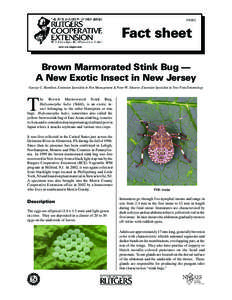 FS002  Fact sheet www.rce.rutgers.edu  Brown Marmorated Stink Bug —