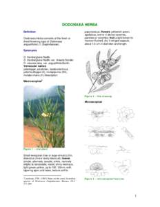 Dodonaea / High-performance liquid chromatography / Flora / Dodonaeoideae / Botany