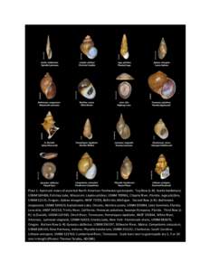 Plate 1. Apertural views of assorted North American freshwater gastropods. Top Row (L-R): Acella haldemani, USNM[removed], Fishtrap Lake, Wisconsin; Lioplax pilsbryi, USNM[removed], Chipola River, Florida; Juga plicifera, US