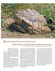 The Organ / Turtle / Tort / 9 / Xian / Culture / Geochelone / Tortoise / African spurred tortoise