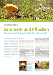 Young mushroom picker in the Bavarian alps