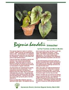Begonia / Flowers / Veitch Nurseries